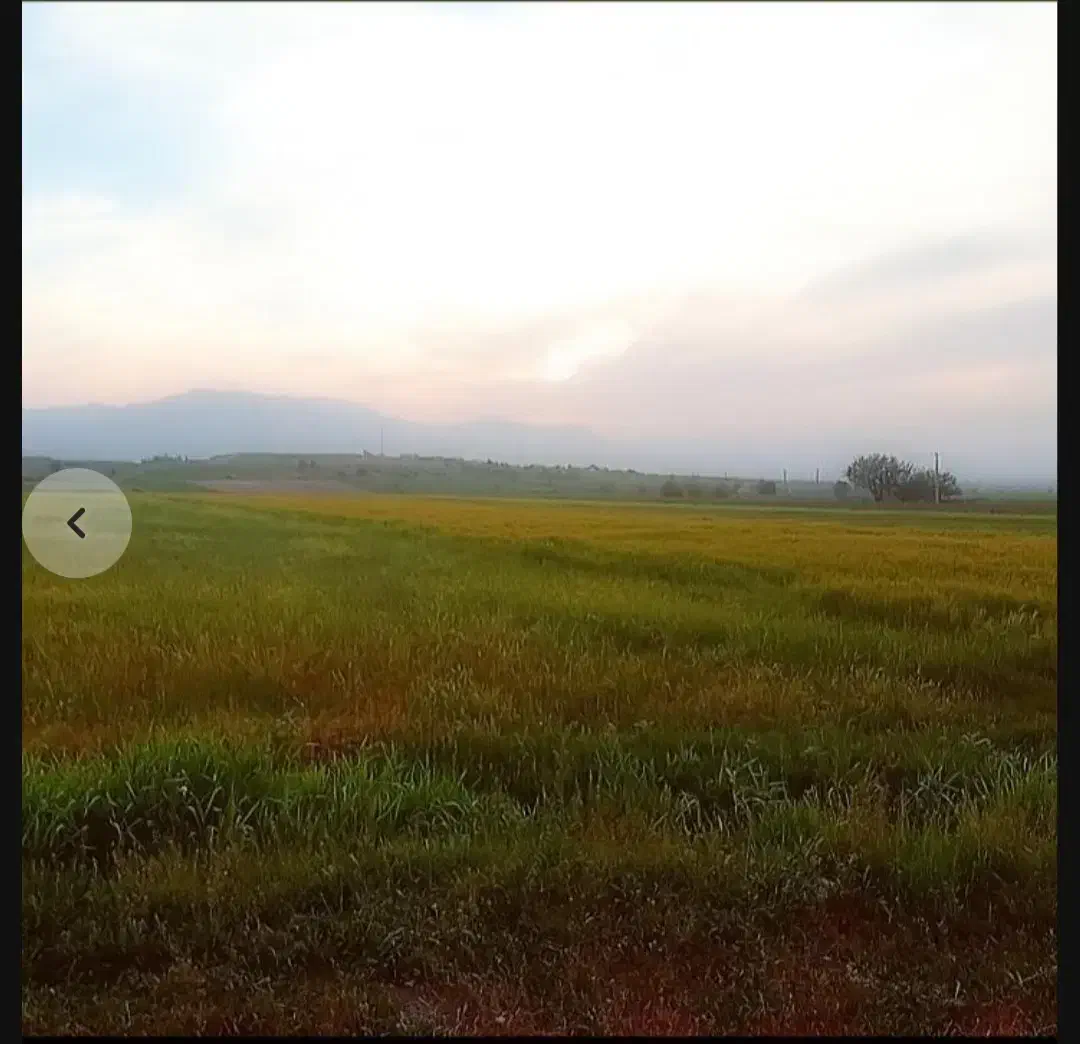 زمین چغادون|فروش دفتر صنعتی، کشاورزی، تجاری|دورود, |دیوار