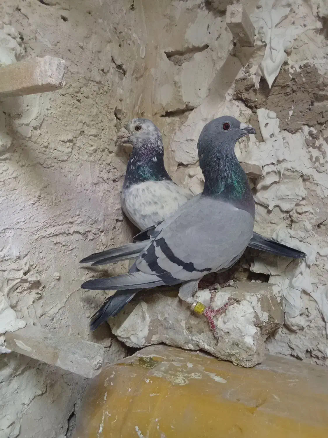 نر و ماده آلمانی|پرنده|تربتحیدریه, بالا ولایت|دیوار