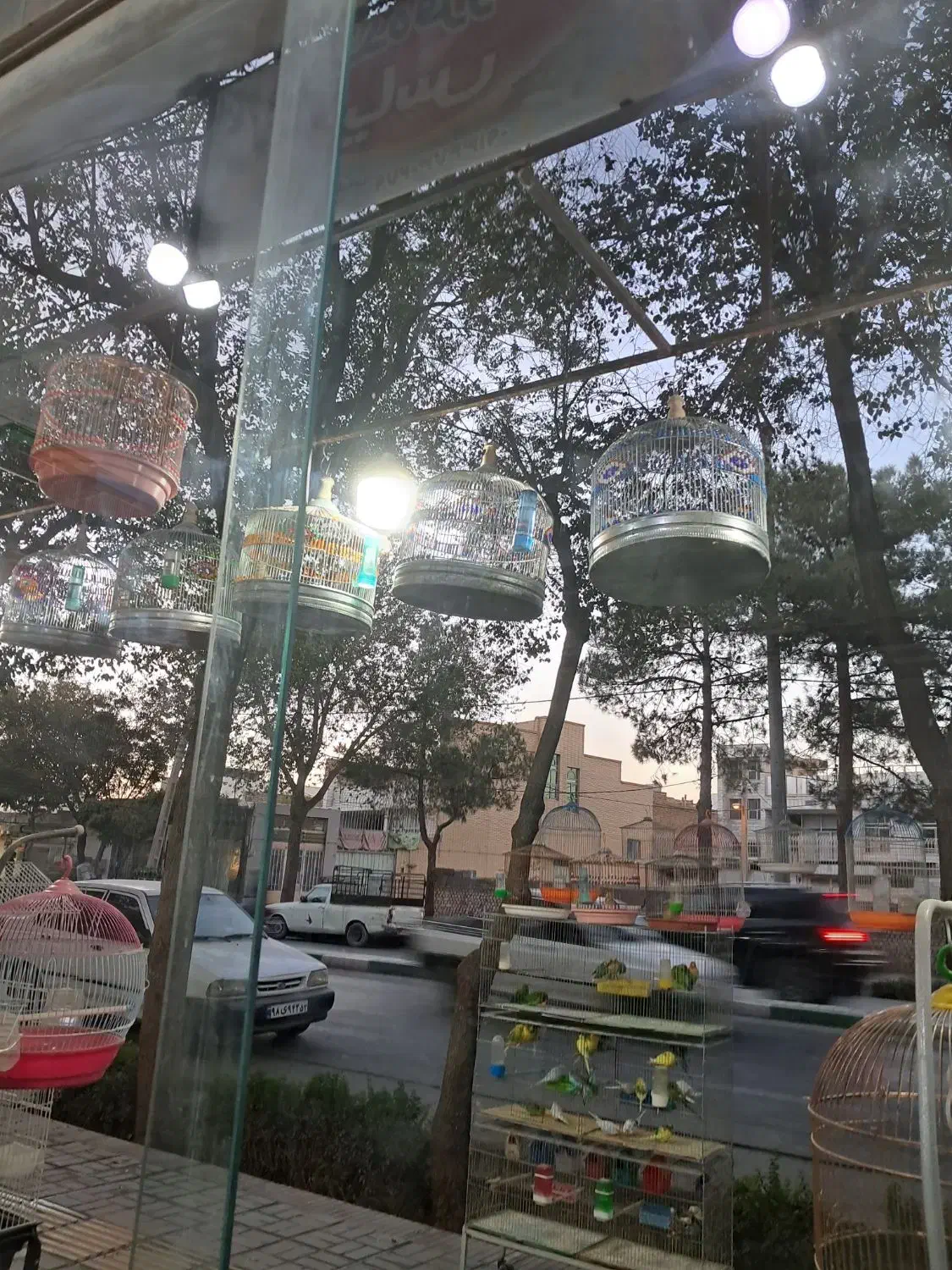 سهره قناری خاکی مست|پرنده|خمینی‌شهر, |دیوار