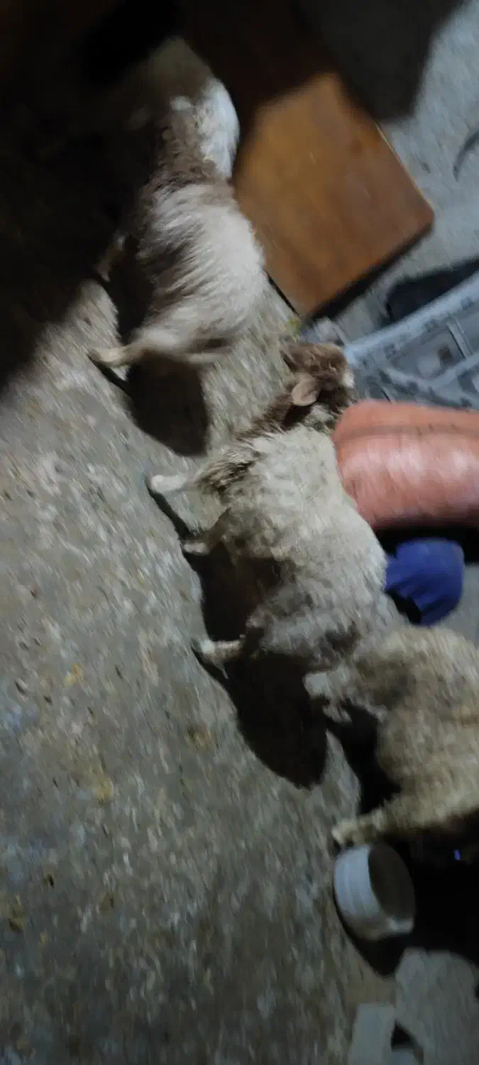 بره نر|حیوانات مزرعه|ایوان, |دیوار