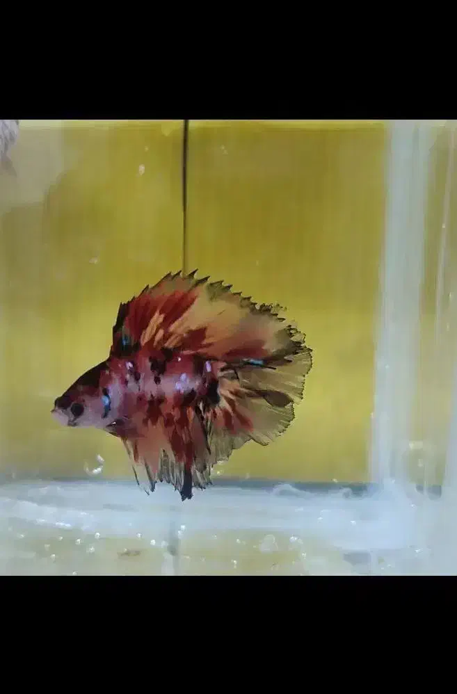 فایتر هافمون بتا|ماهی|لنجان, |دیوار