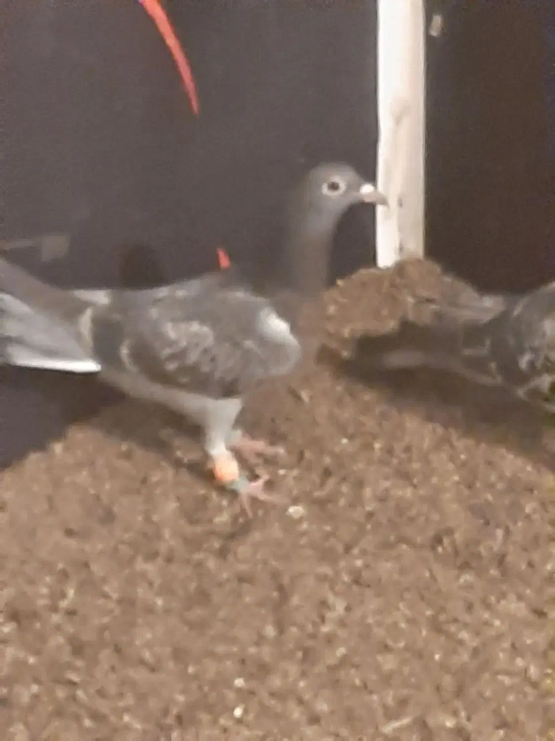 دوعدد کبوتر کفترالمانی مسافتی|پرنده|تربت‌حیدریه, بالا ولایت|دیوار