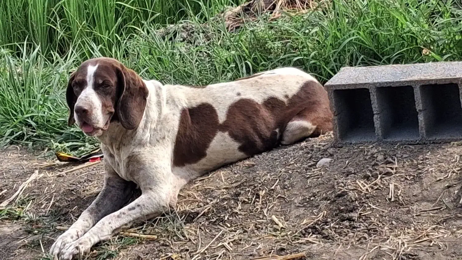 توله شکاری|سگ|ینقاق, |دیوار