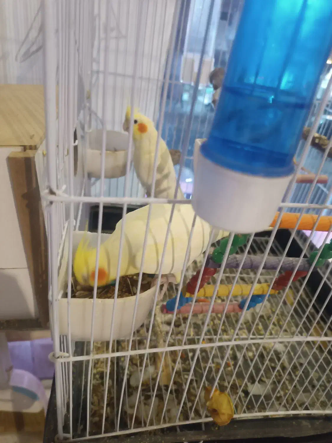 عروس هلندی نروماده باتمام لوازم|پرنده|تربتحیدریه, رجایی|دیوار