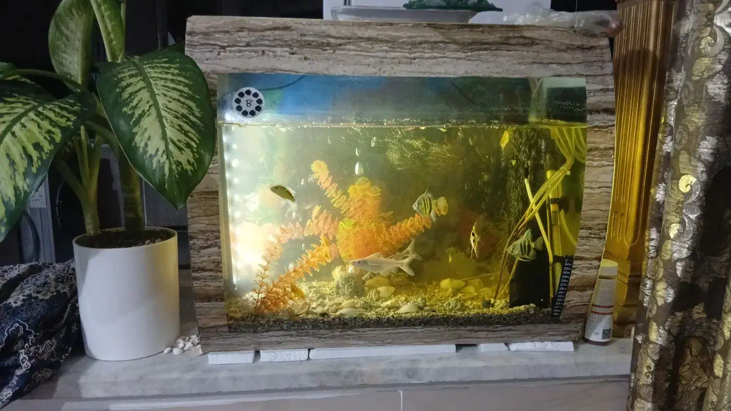 اکواریوم ماهی|ماهی|علیآباد کتول, |دیوار