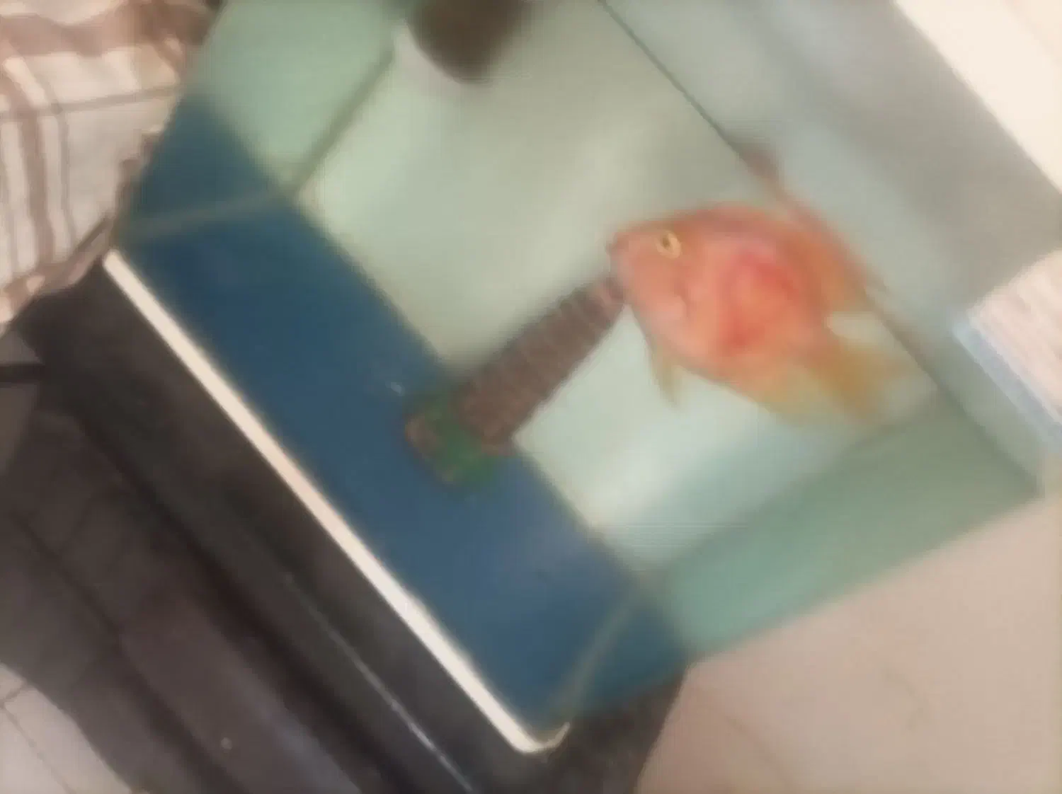 ماهی پرت|ماهی|بندرعباس, |دیوار