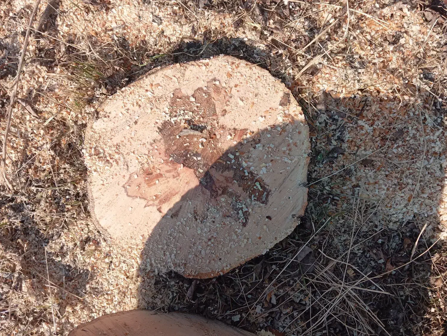 خریدار چوب وریشه|خدمات باغبانی و درختکاری|میاندوآب, |دیوار