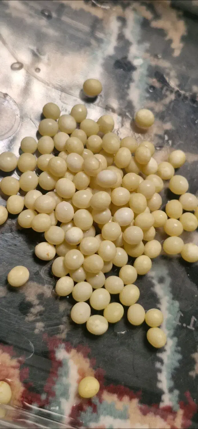 حلزون آچاتینا آلبینو تخم و بچه|خزنده|بجنورد, |دیوار