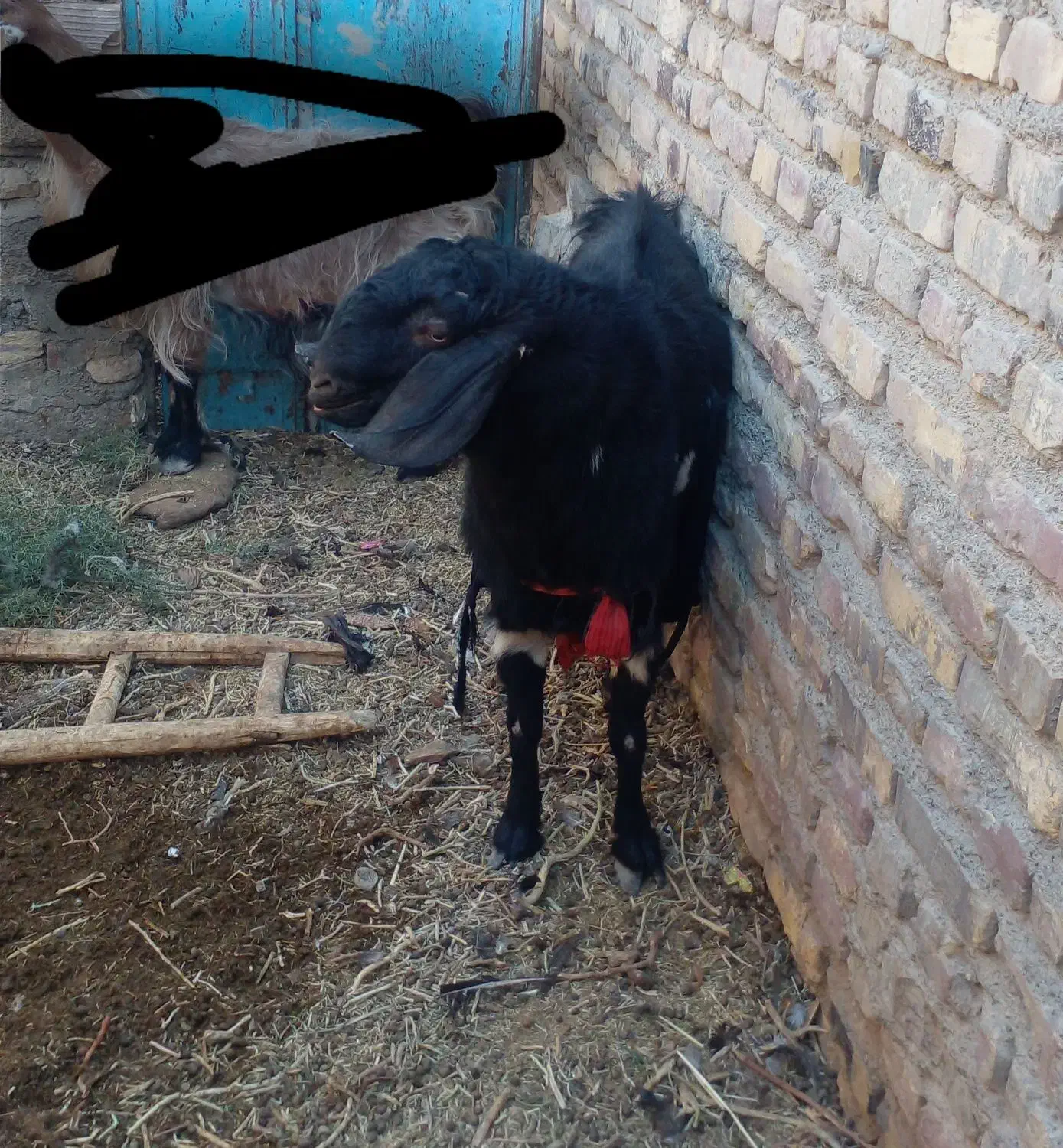 کره نر|حیوانات مزرعه|زابل, |دیوار