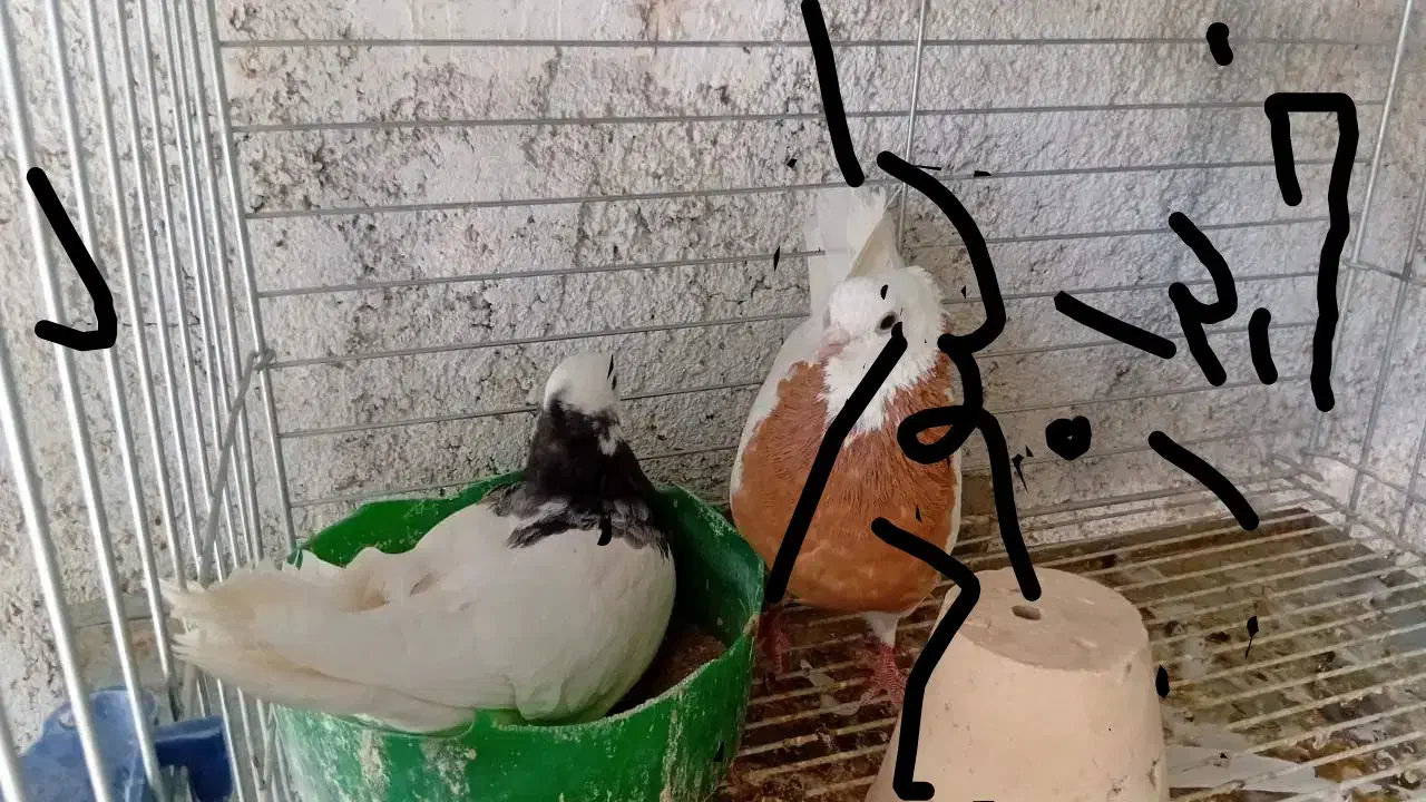 کبوتر|پرنده|بروجن, |دیوار