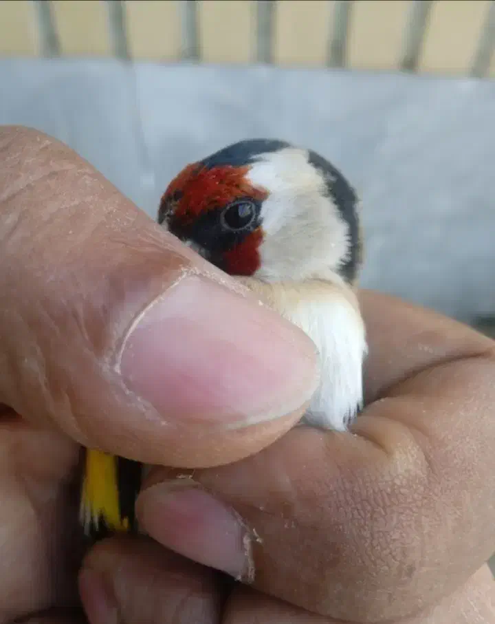 سهره نر|پرنده|کرج, عظیمیه|دیوار