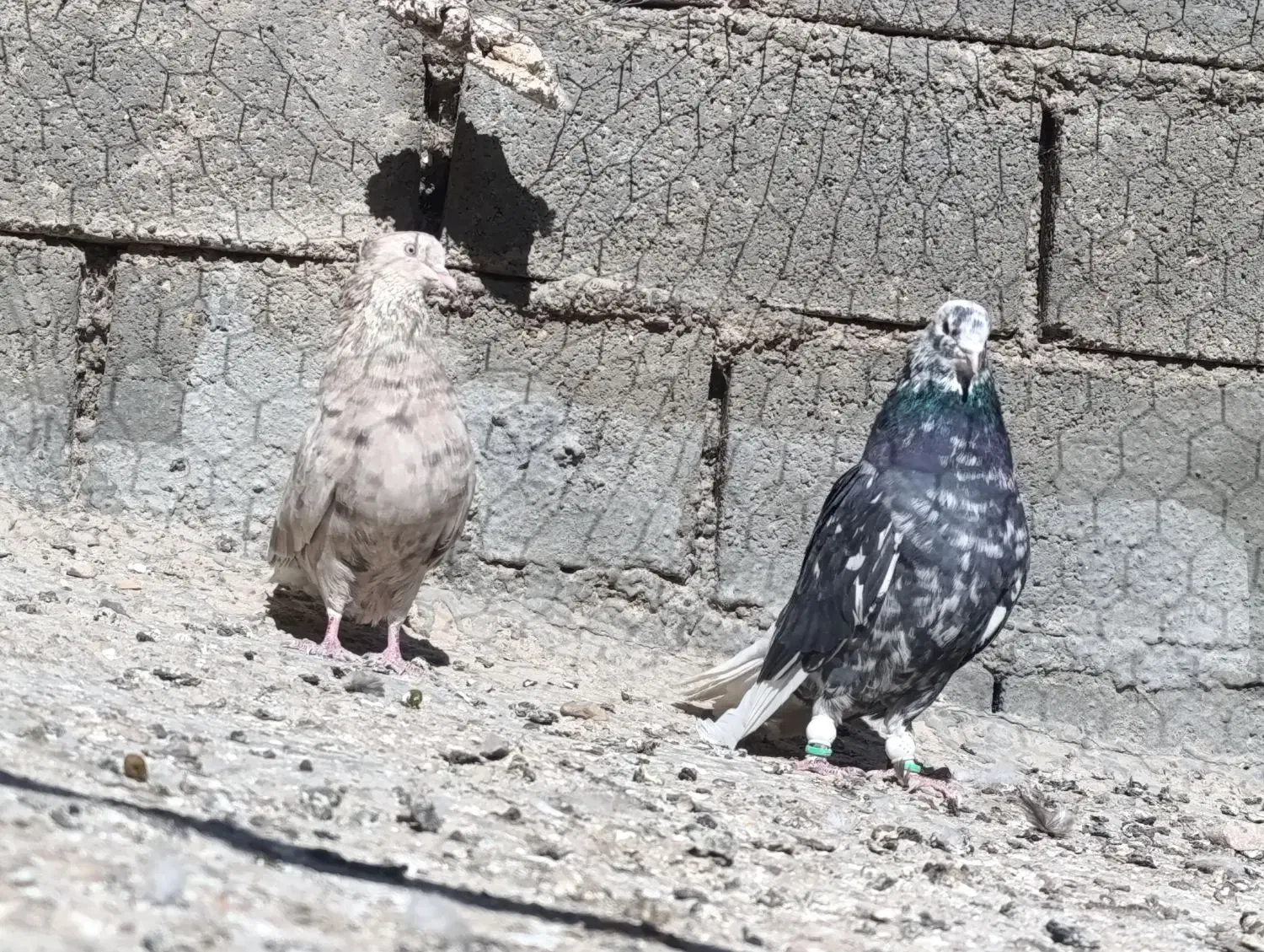 کفتر شهری و...|پرنده|ارژن, |دیوار