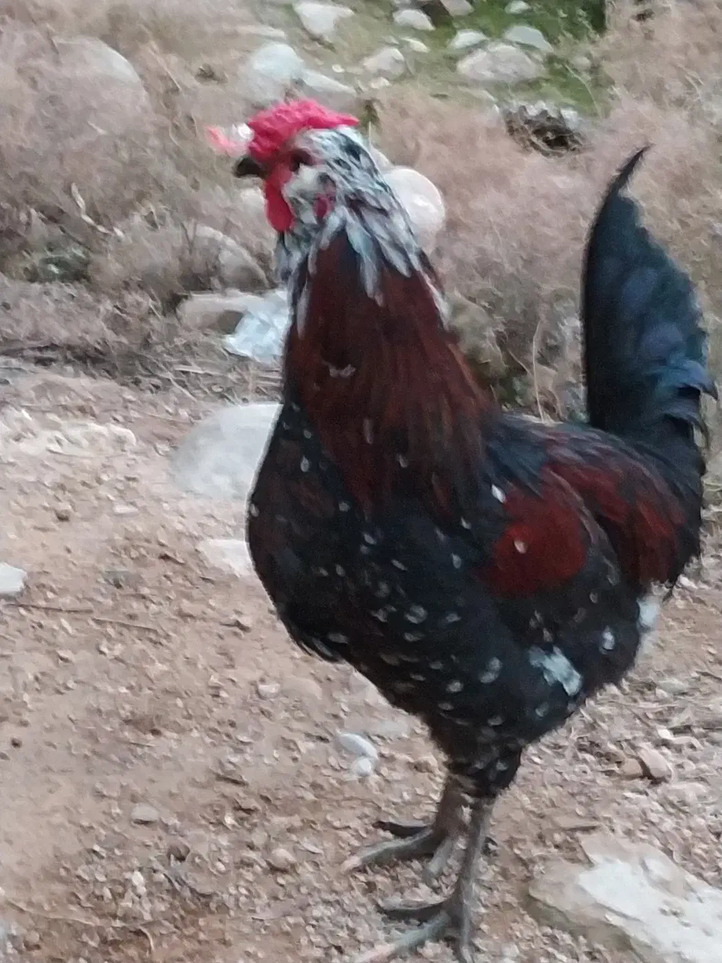 خروس گلین|حیوانات مزرعه|مسجد سلیمان, |دیوار