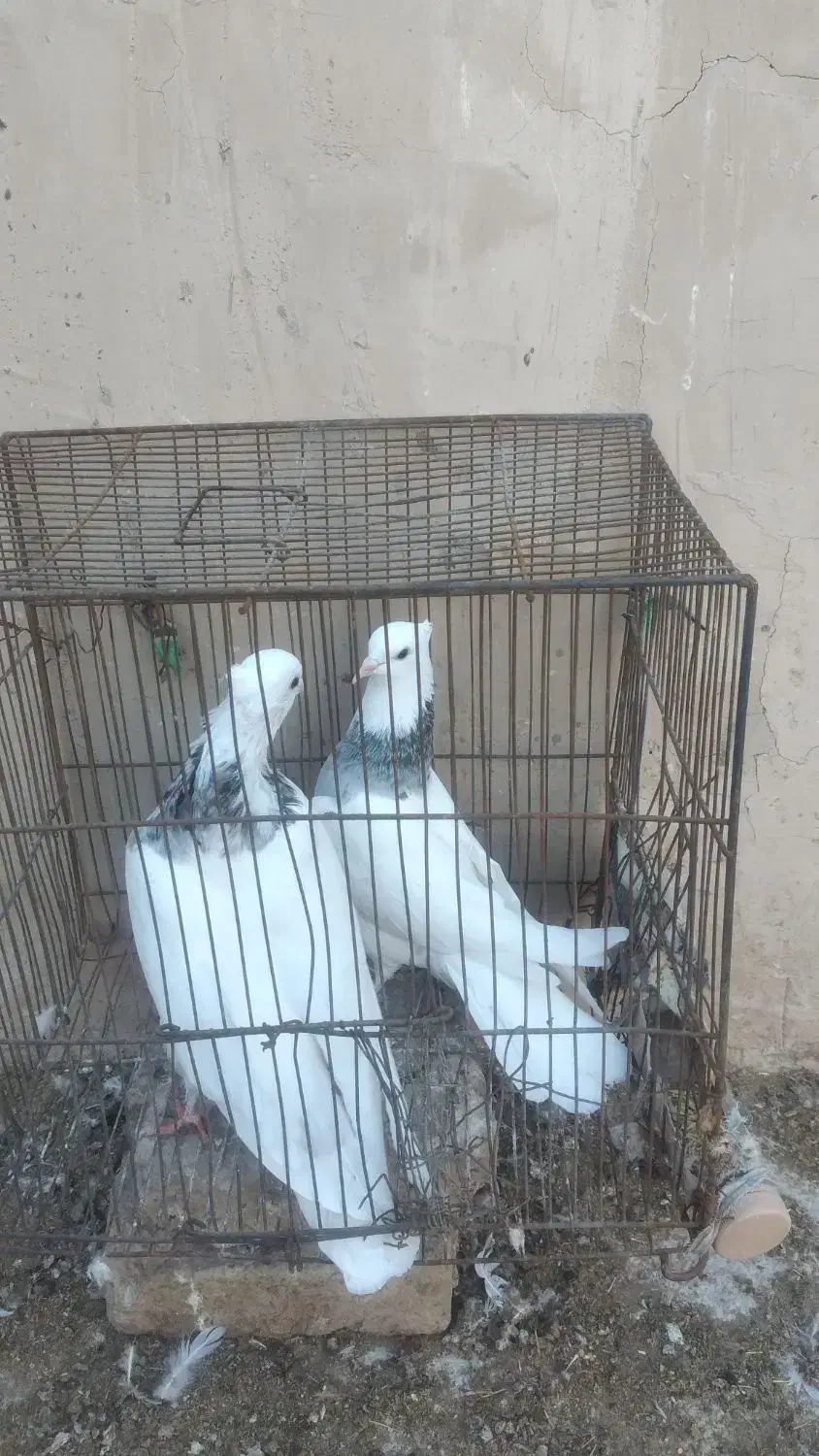 کفتر رنگی طوقی مهر مهر بشرط|پرنده|قم, هنرستان|دیوار