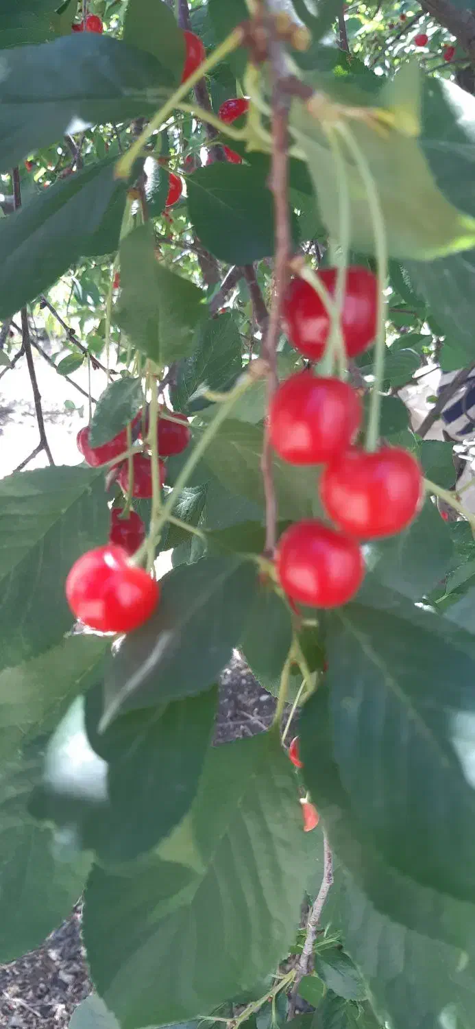 فروش کارخانه ترشک ولواشک وباغ|فروش دفتر صنعتی، کشاورزی، تجاری|بروجرد, |دیوار