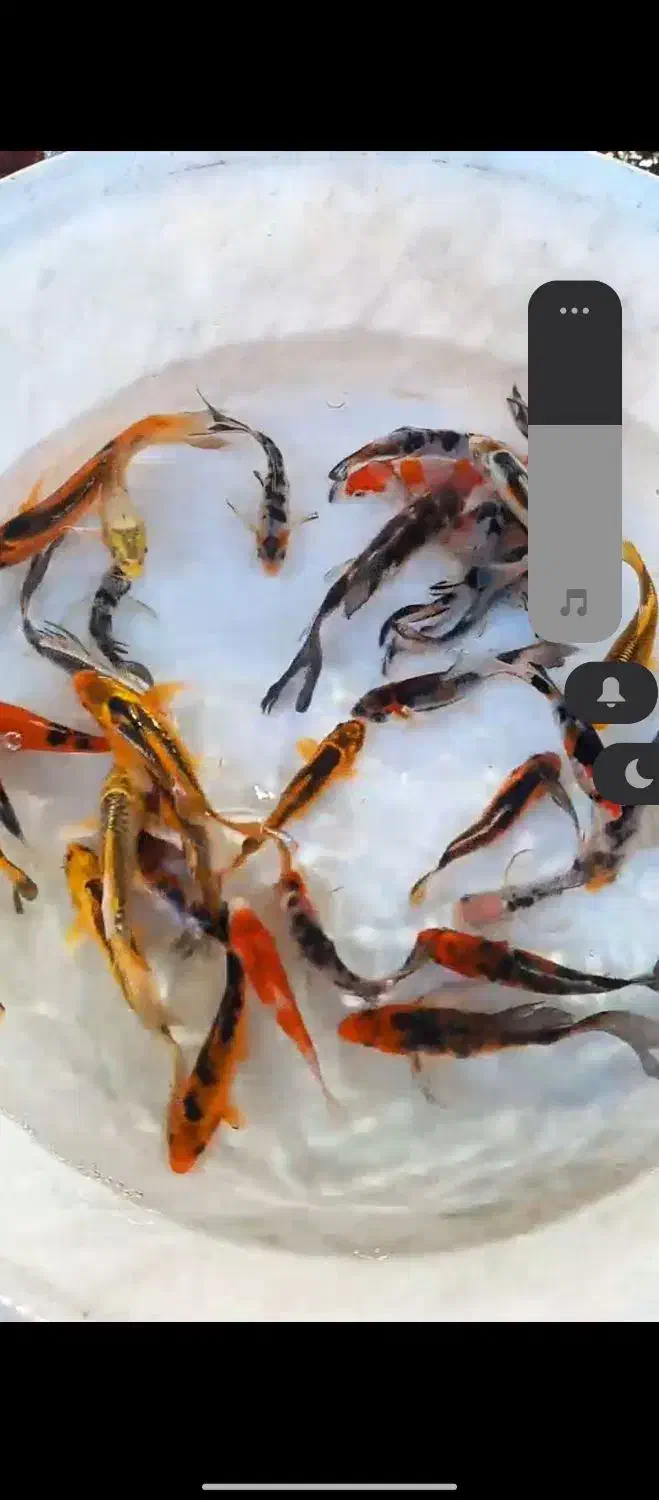 کوی|ماهی|زرند, |دیوار