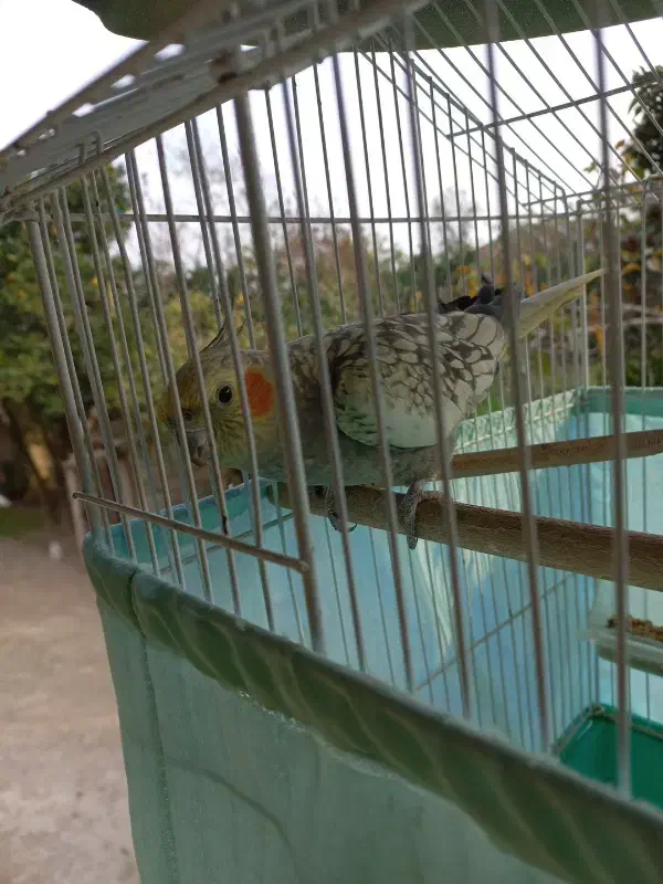 طوطی عروس|پرنده|فومن, |دیوار