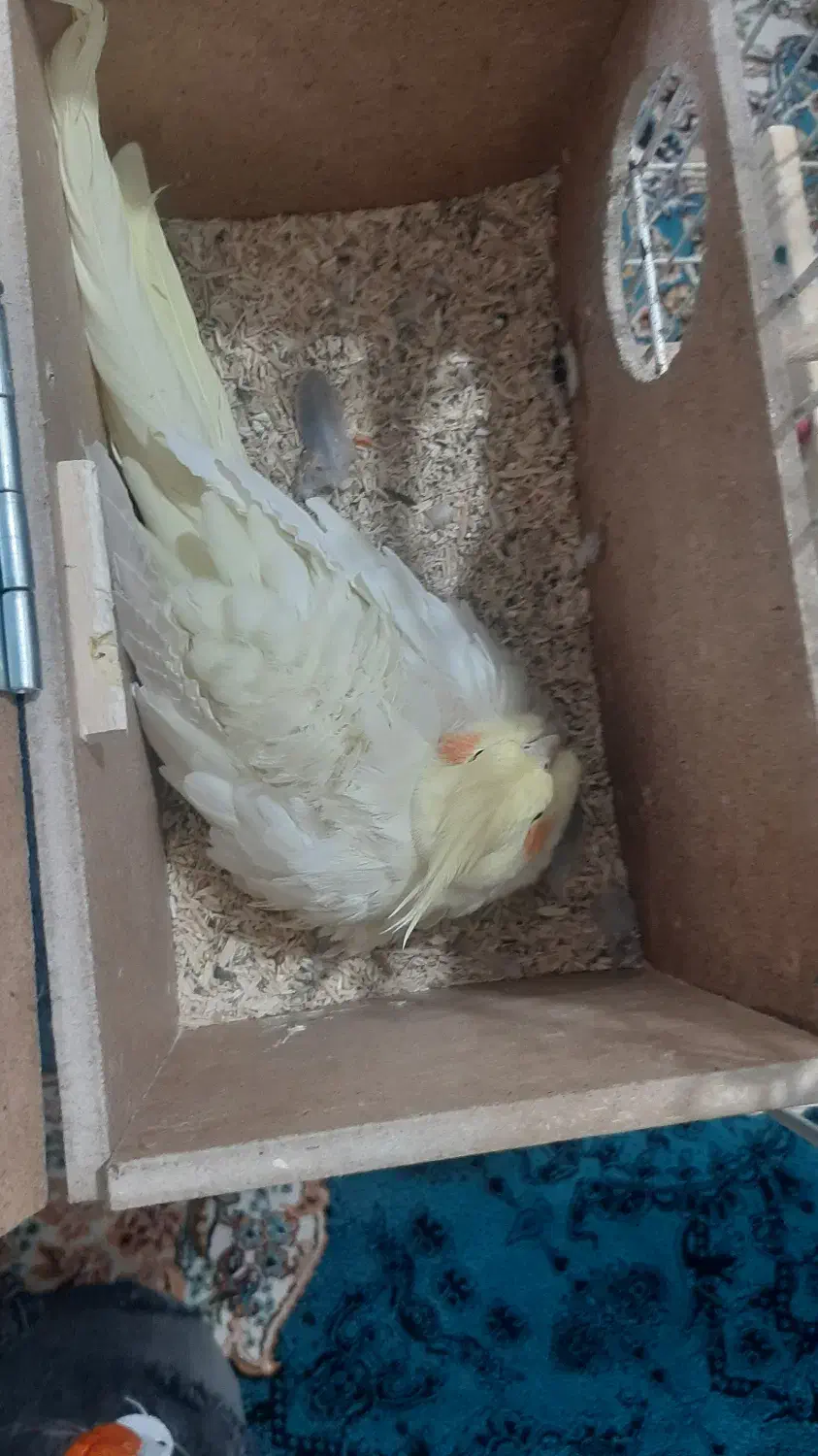 عروس هلندی|پرنده|قرچک, داوود آباد|دیوار