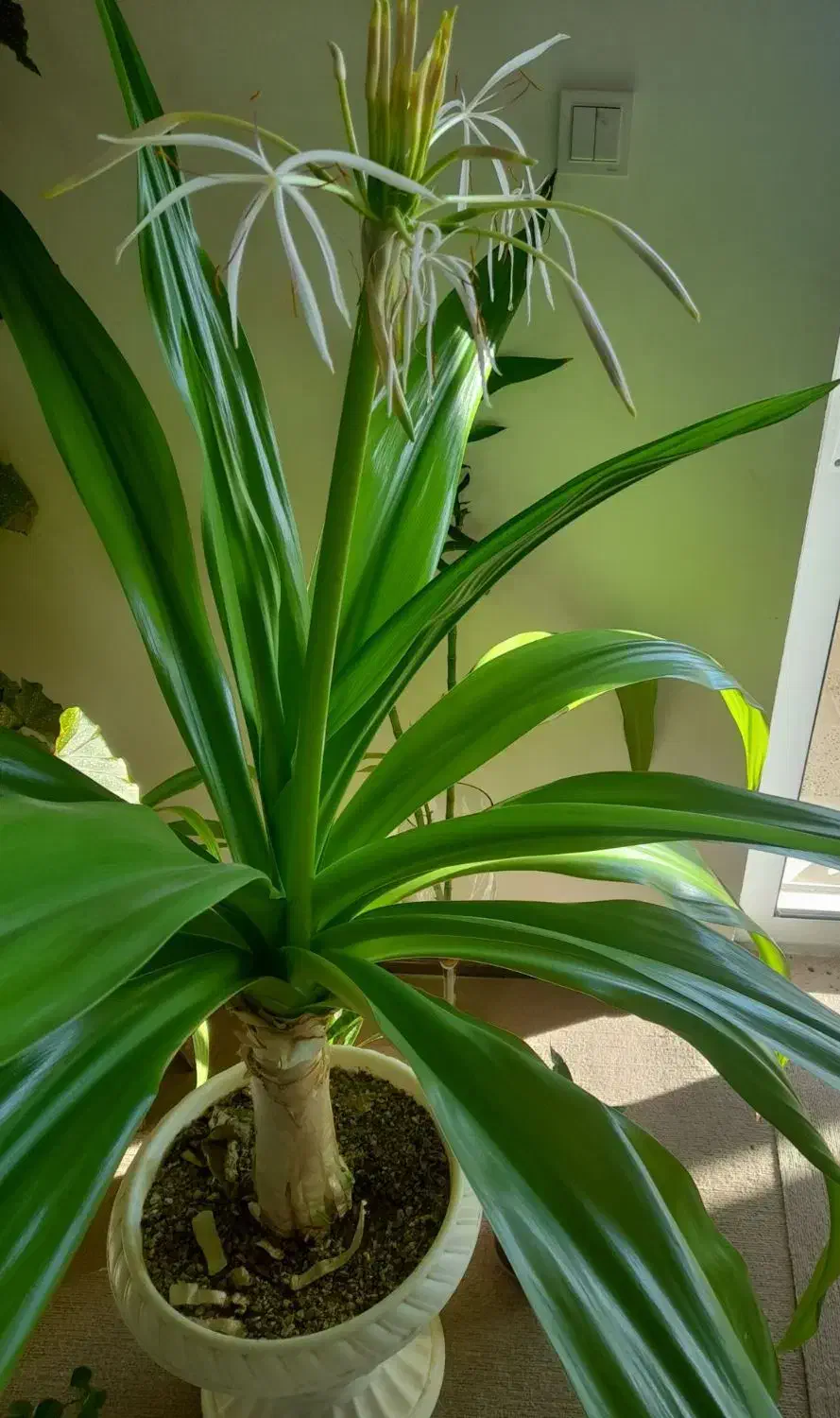 گل سوسن عنکبوتی|گل و گیاه طبیعی|شهرکرد, |دیوار