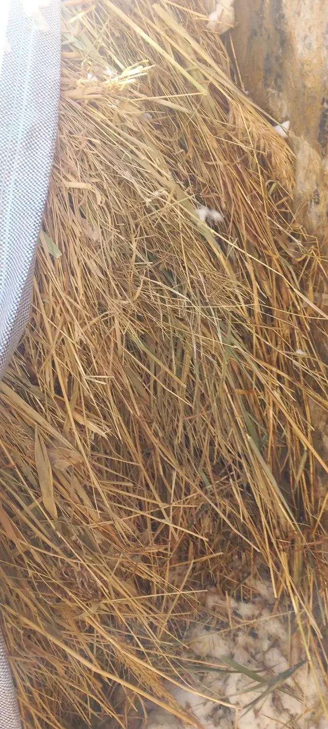 علف و کاه|لوازم جانبی حیوانات|ضیاء آباد, |دیوار