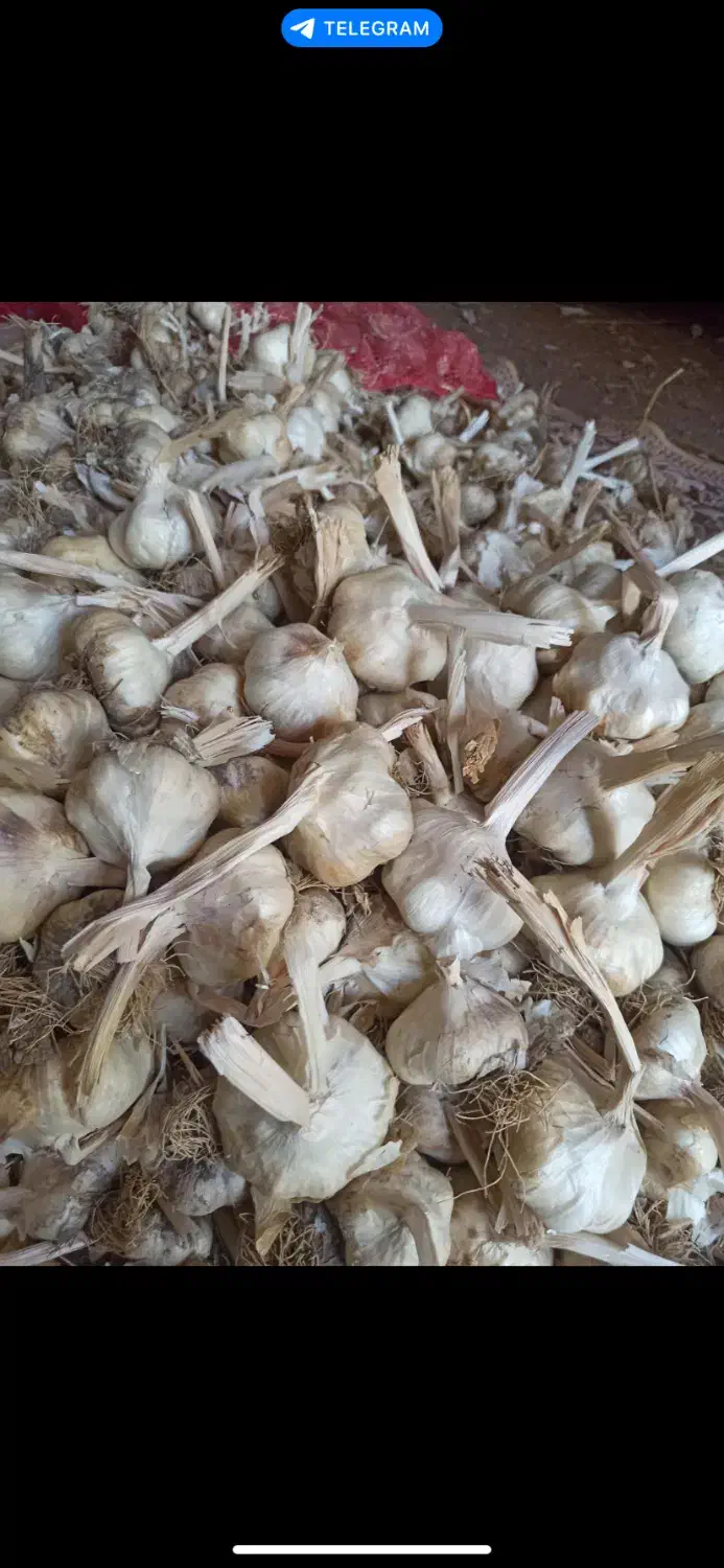 سیر سفید فروش فقط نقدی|خوردنی و آشامیدنی|بهار, |دیوار