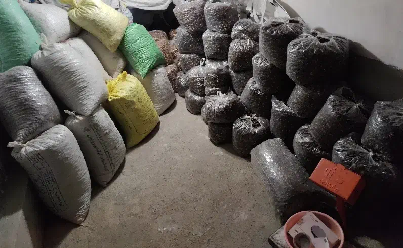 مغز گردو امسالی پر چرب تویسرکان|خوردنی و آشامیدنی|رشت, پارک شهر|دیوار