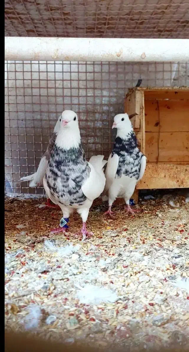 کبوتر|پرنده|کرمان, |دیوار