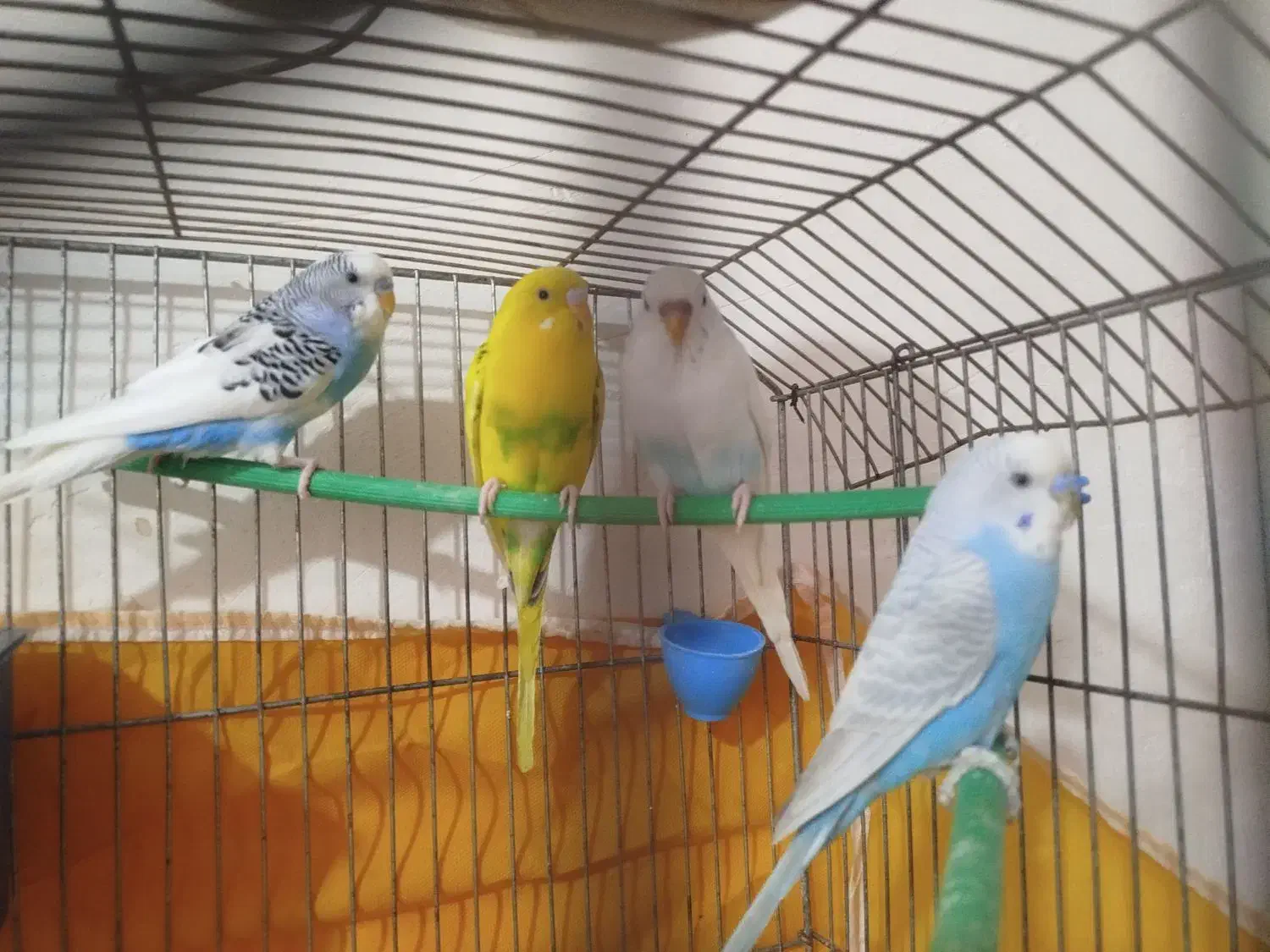 4عدد مرغ عشق|پرنده|تکاب, |دیوار