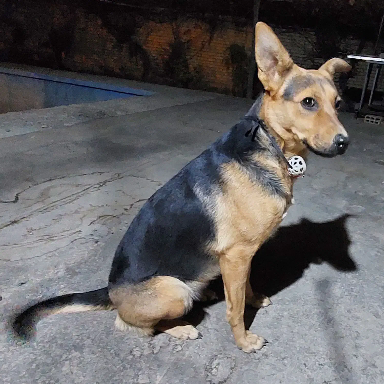 فروش توله سگ|سگ|گلبهار, شهر جدید گلبهار|دیوار