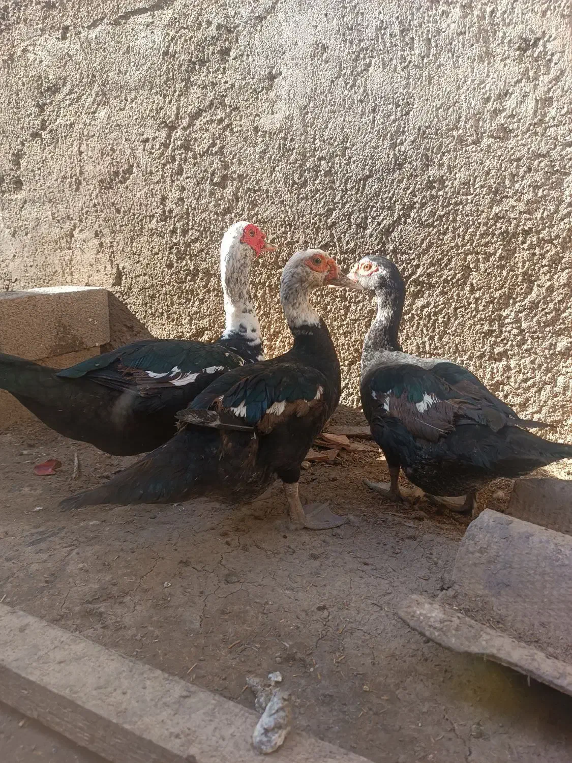 اردک اسرائیلی سالم و سرحال|پرنده|آق قلا, |دیوار