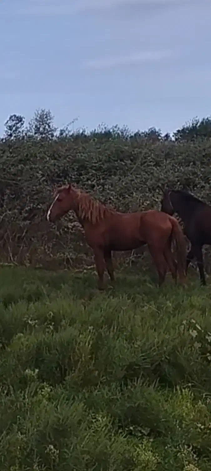 اسب گمشده به یابنده مژدگانی داده میشود|حیوانات|بندر انزلی, کلیور|دیوار