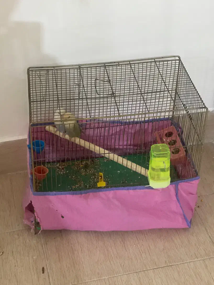 طوطی بریزیلی ماده|پرنده|رفسنجان, |دیوار