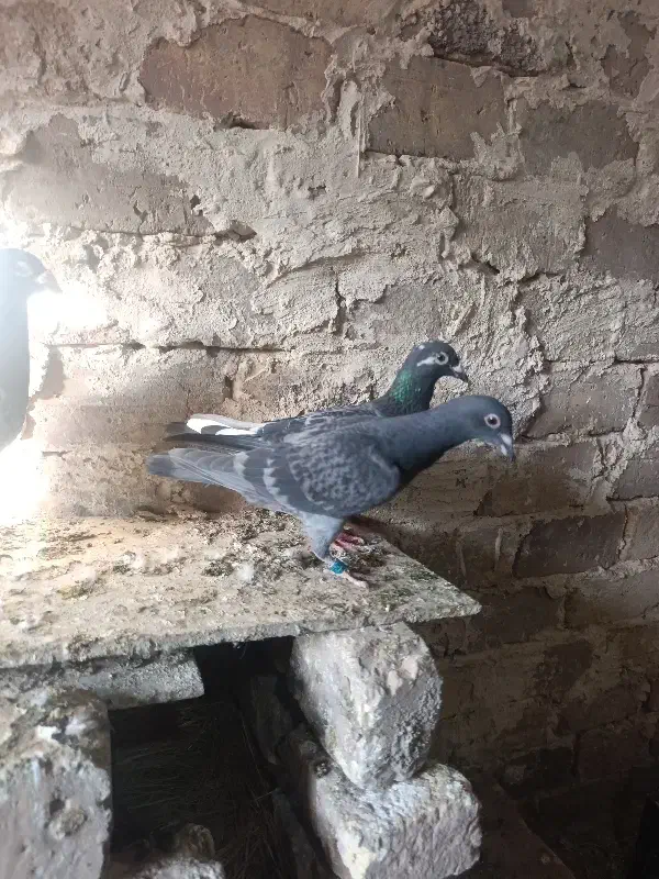 کبوتر پلاکی پدر مادر دار|پرنده|تاکستان, |دیوار