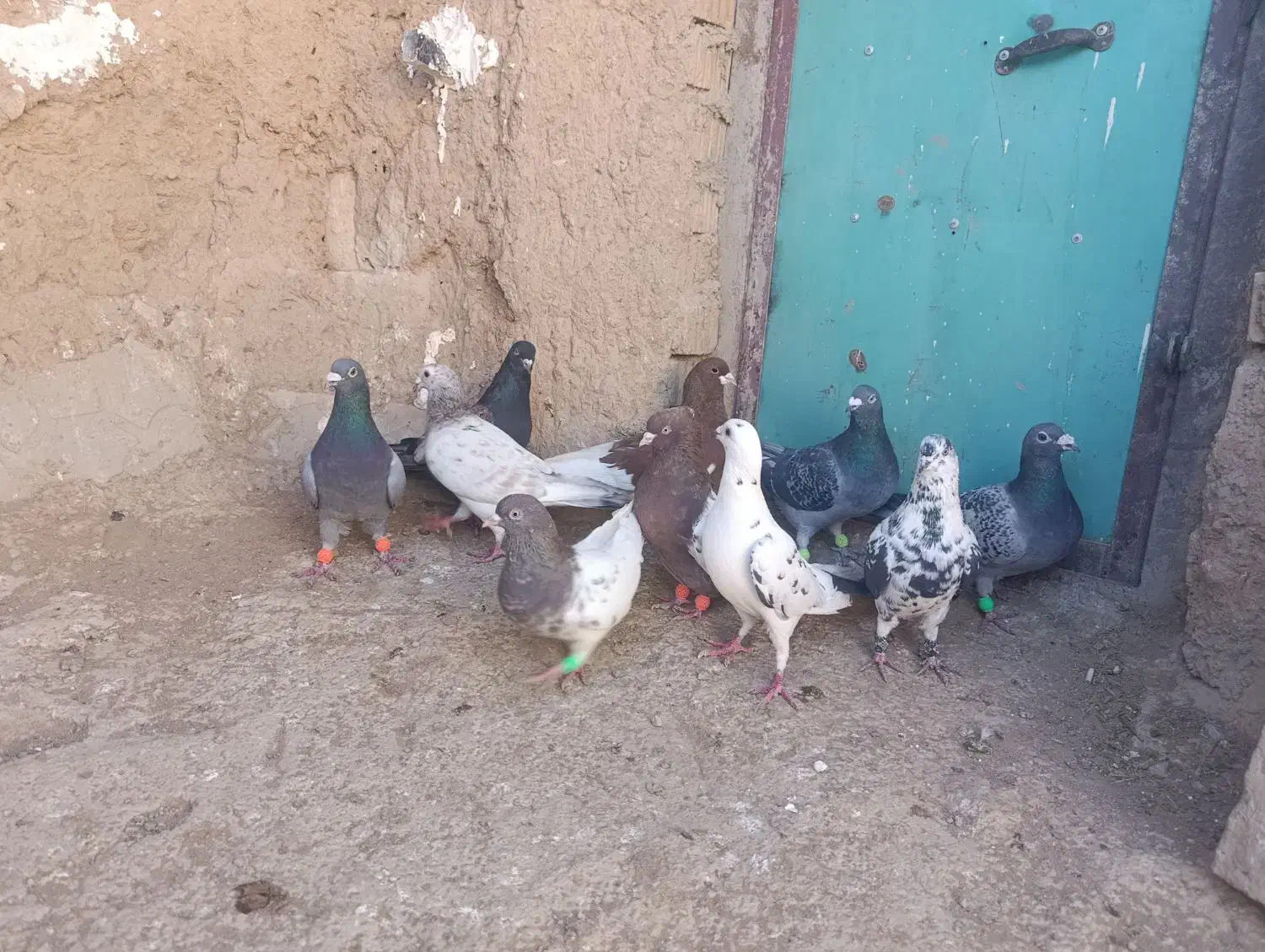 رنگی پلاکی|پرنده|آباده, |دیوار