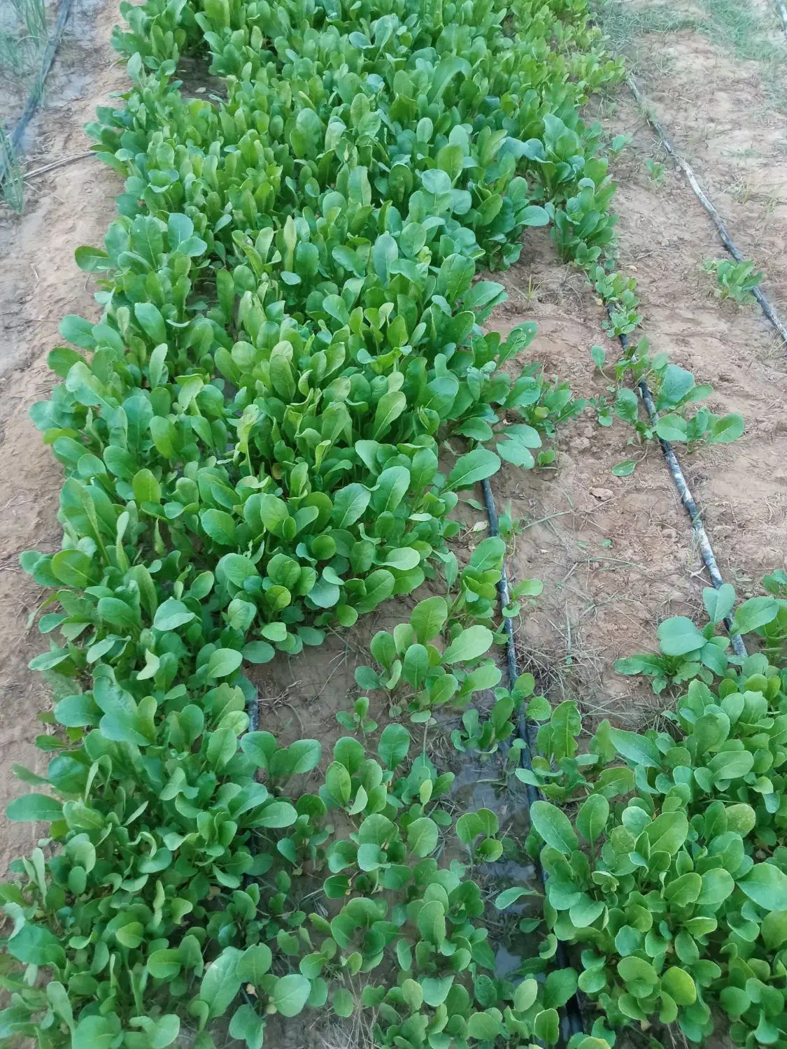 ترب|خوردنی و آشامیدنی|کاکی, |دیوار