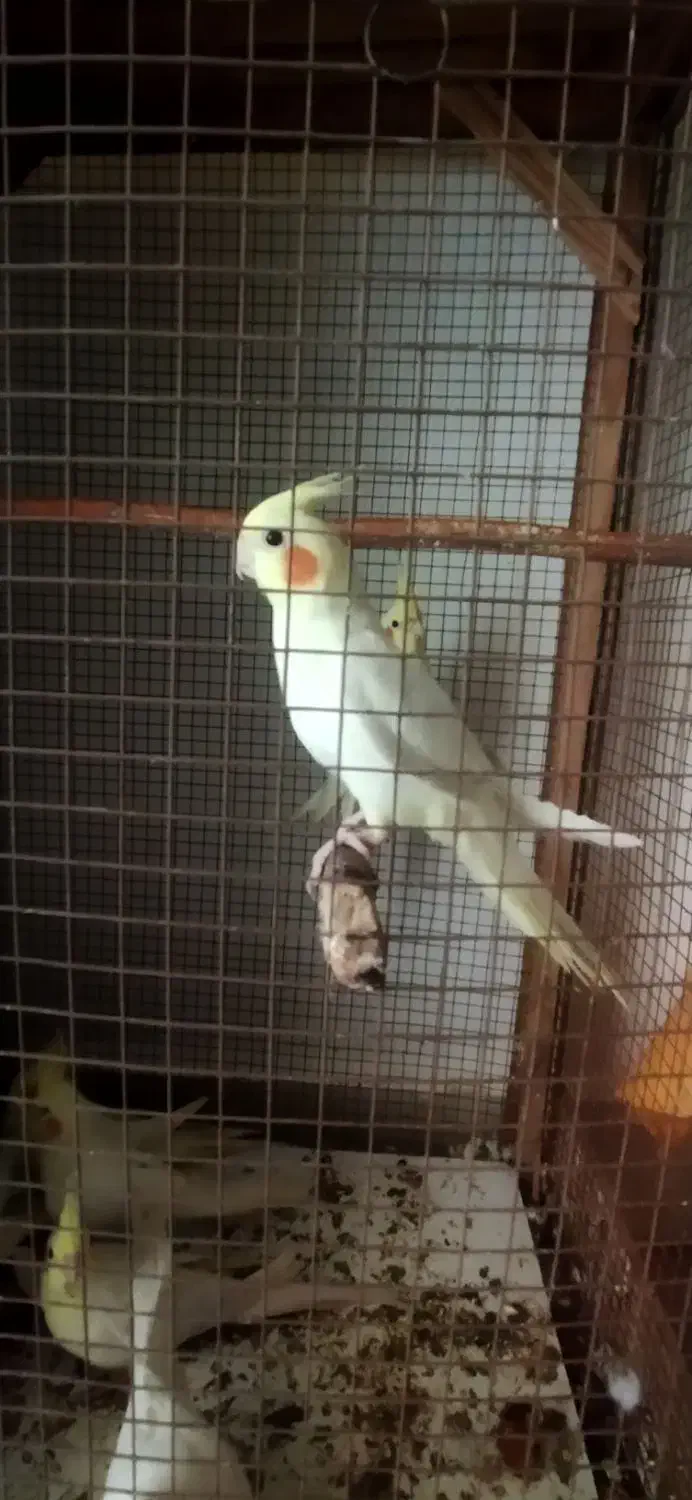 عروس هلندی|پرنده|بندرعباس, |دیوار