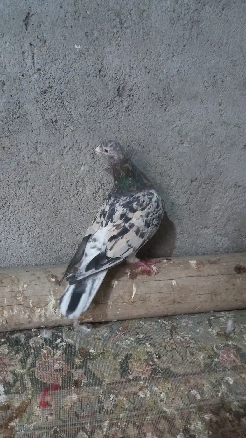 کبوتر رنگی|پرنده|اسفرورین, |دیوار