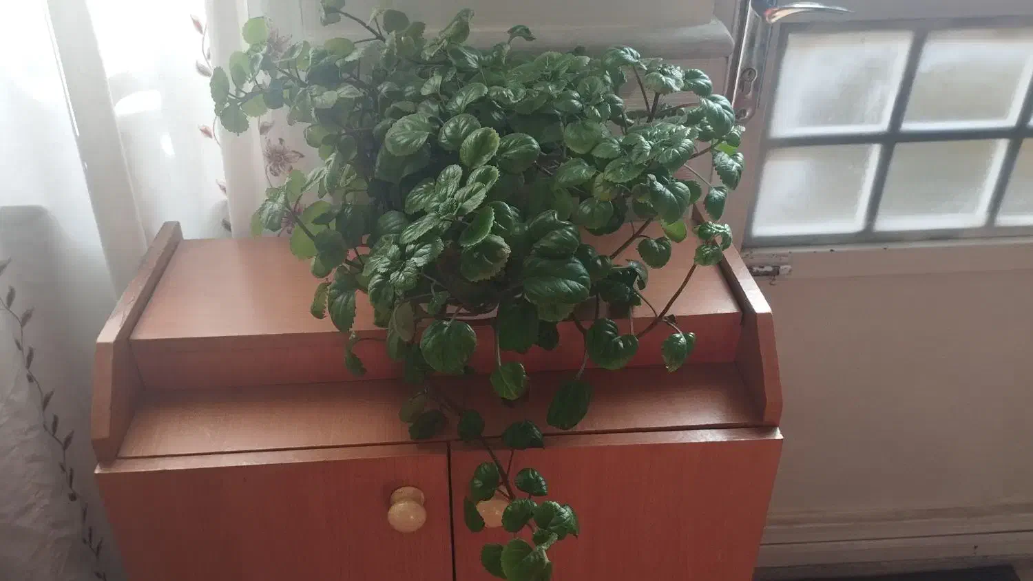 گل و گیاه|گل و گیاه طبیعی|نیشابور, دارایی|دیوار