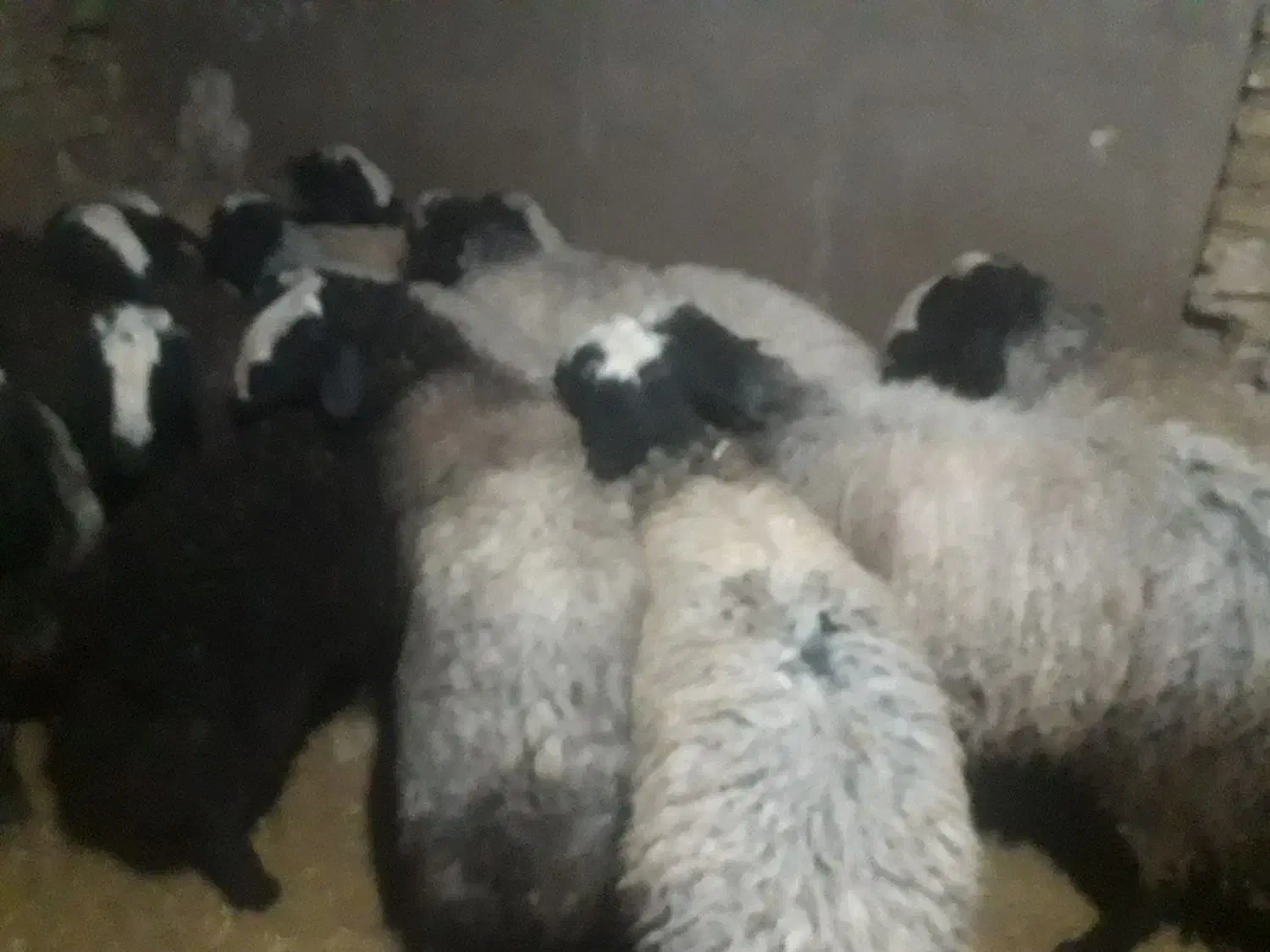 گوسفندشال 20رس|حیوانات مزرعه|شال, |دیوار