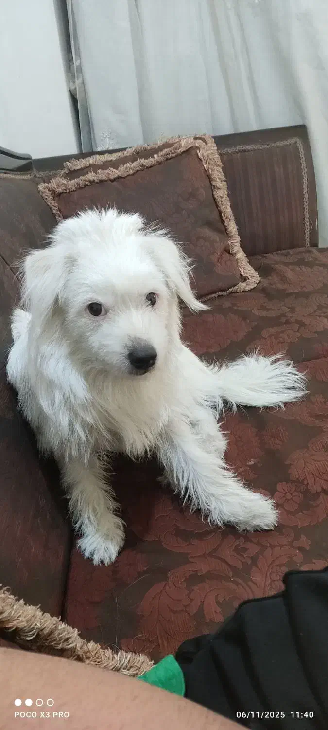 سگ  تریر|سگ|تهران, مظاهری|دیوار