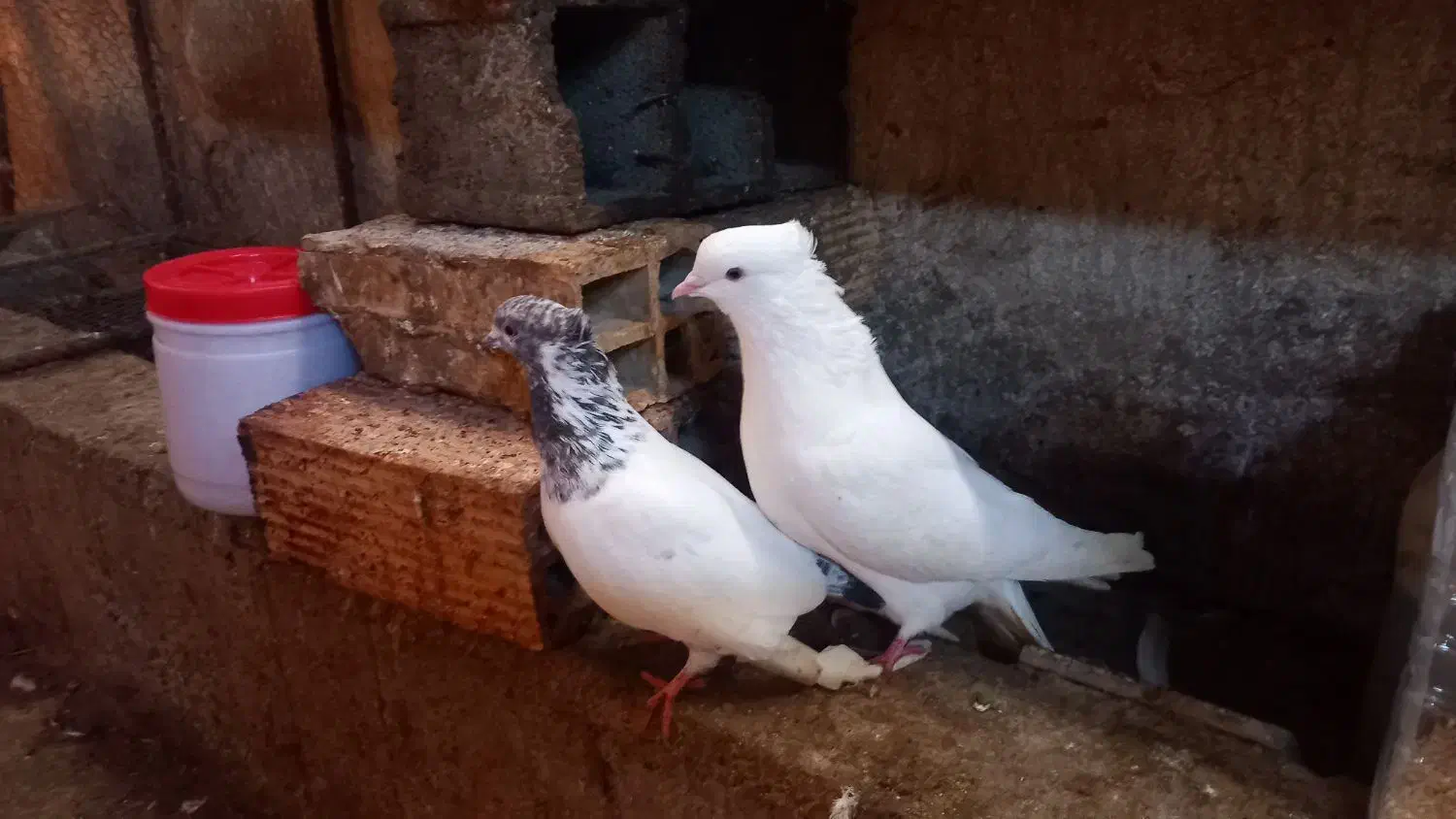 فروشی کبوترهای زیبا ونژاد دار|پرنده|قائم‌شهر, |دیوار