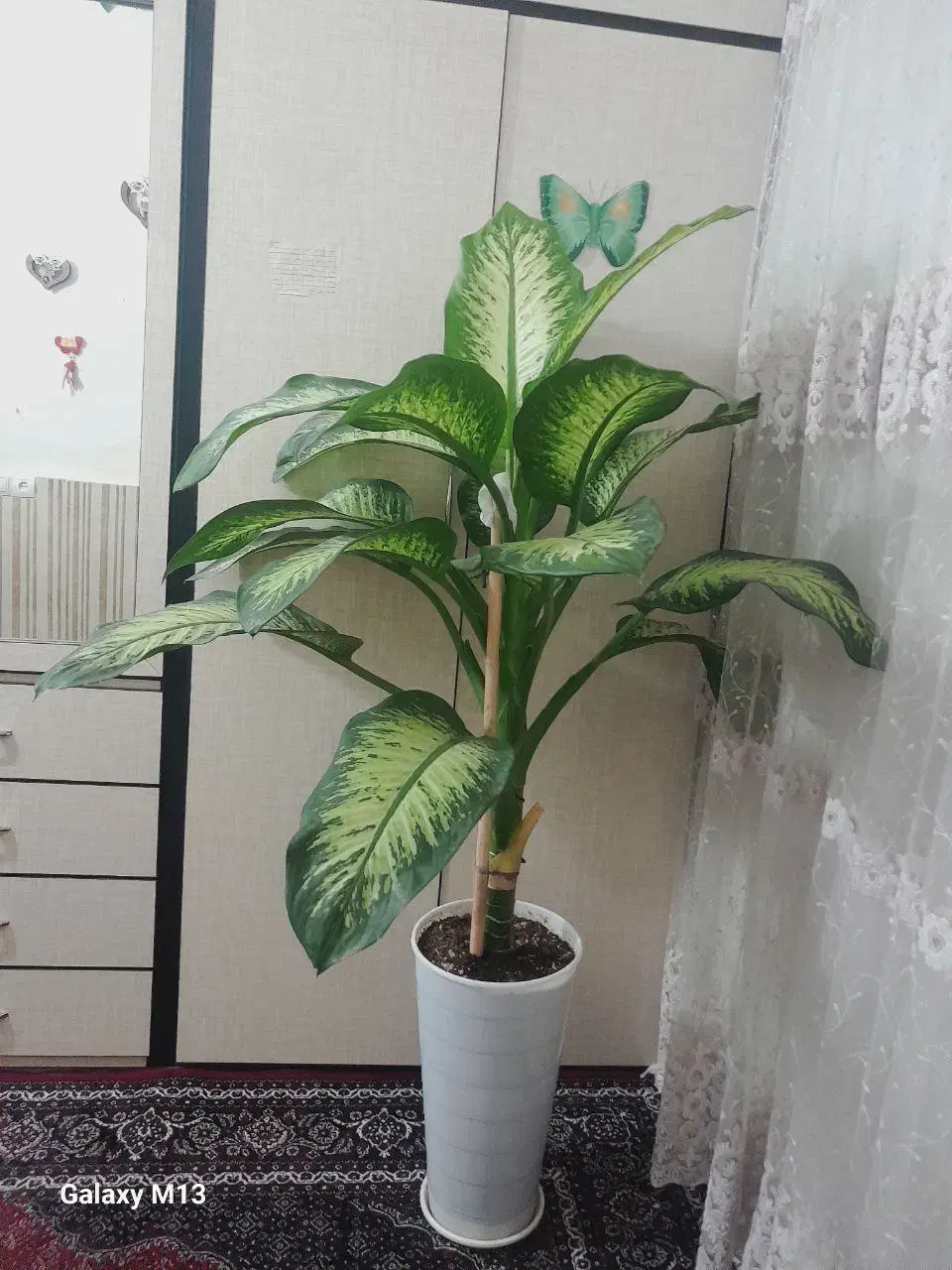 گل دیفن|گل و گیاه طبیعی|سرپل ذهاب, |دیوار