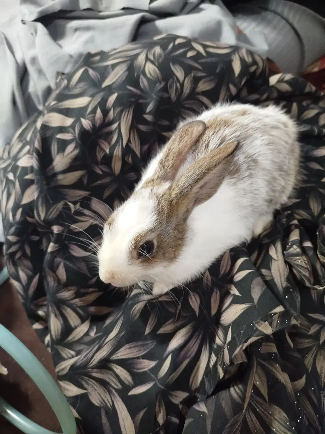 خرگوش خونگی|موش و خرگوش|سبزوار, سجاد|دیوار