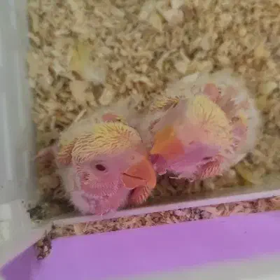 ۲ عدد جوجه طوطی برزیلی سرلاکی رنگ زرد ۲۰ روزه|پرنده|فردیس, قریشی|دیوار