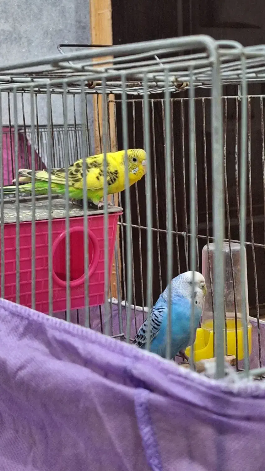 فروش دو جفت مرغ عشق|پرنده|اندیمشک, |دیوار