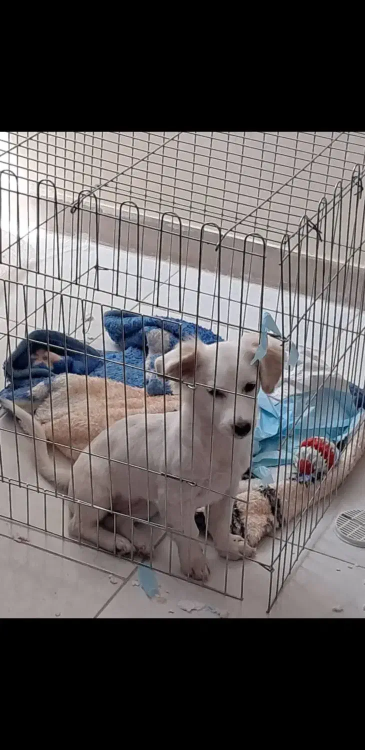 سگ نژاد اشپیتز پامرین|سگ|شیراز, شهرک مخابرات|دیوار