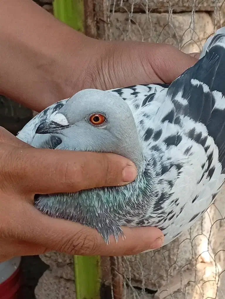 کبوتر ماده شامی شرتی|پرنده|شوشتر, |دیوار