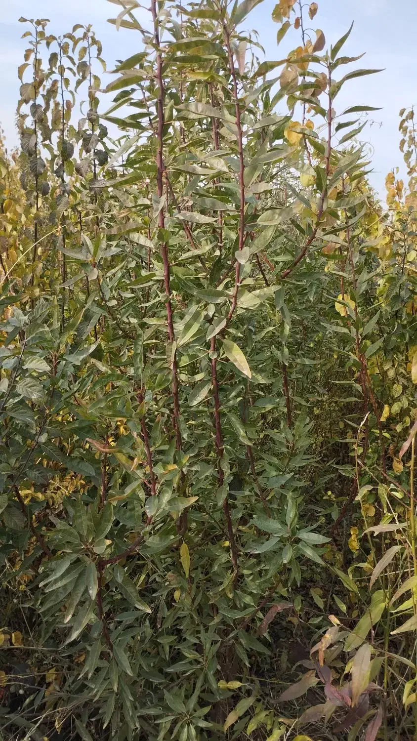 وایقان نهال فروش انواع نهال اصلاح شده|خدمات باغبانی و درختکاری|شبستر, |دیوار