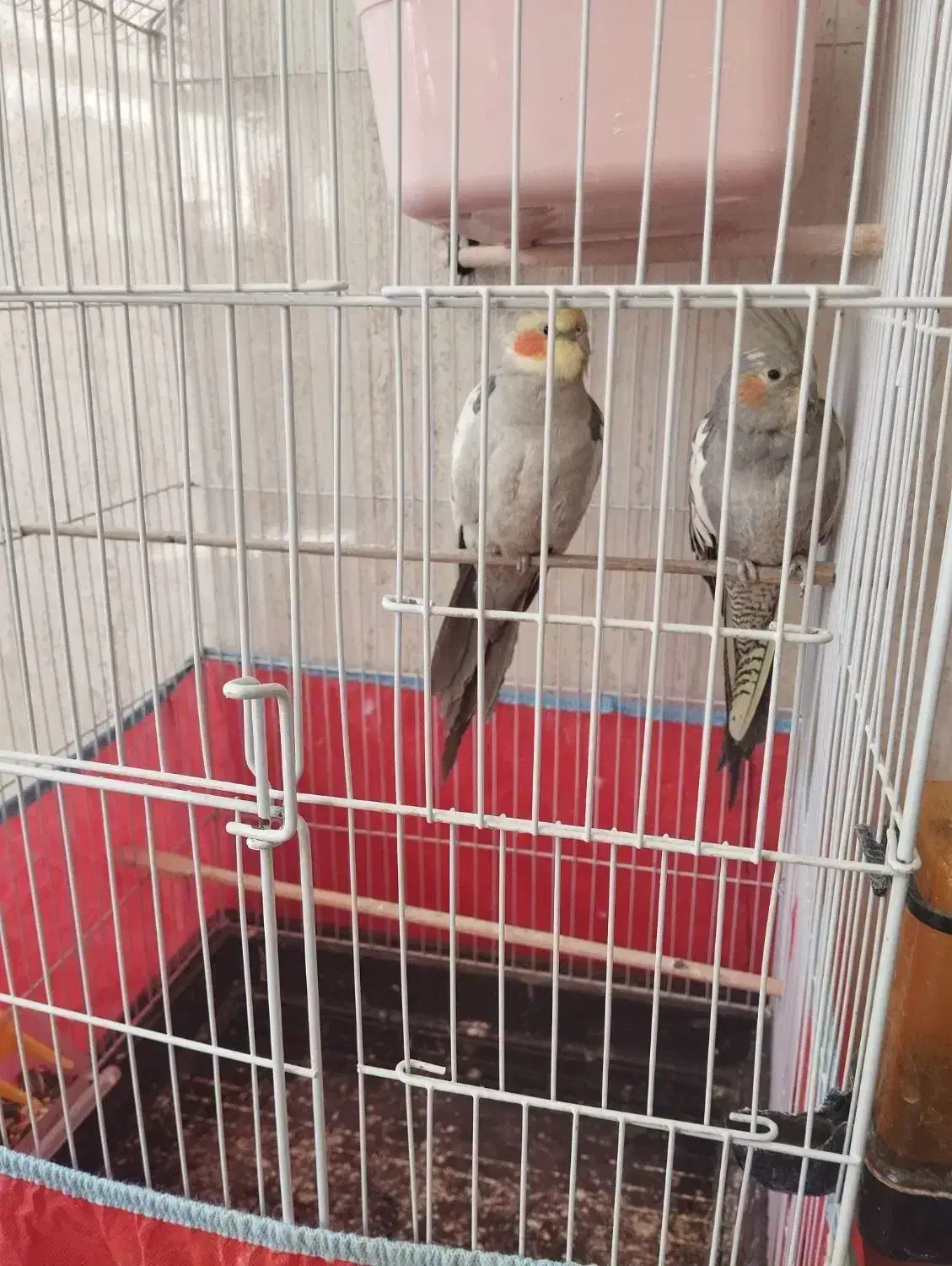 عروس هلندی|پرنده|بلداجی, |دیوار