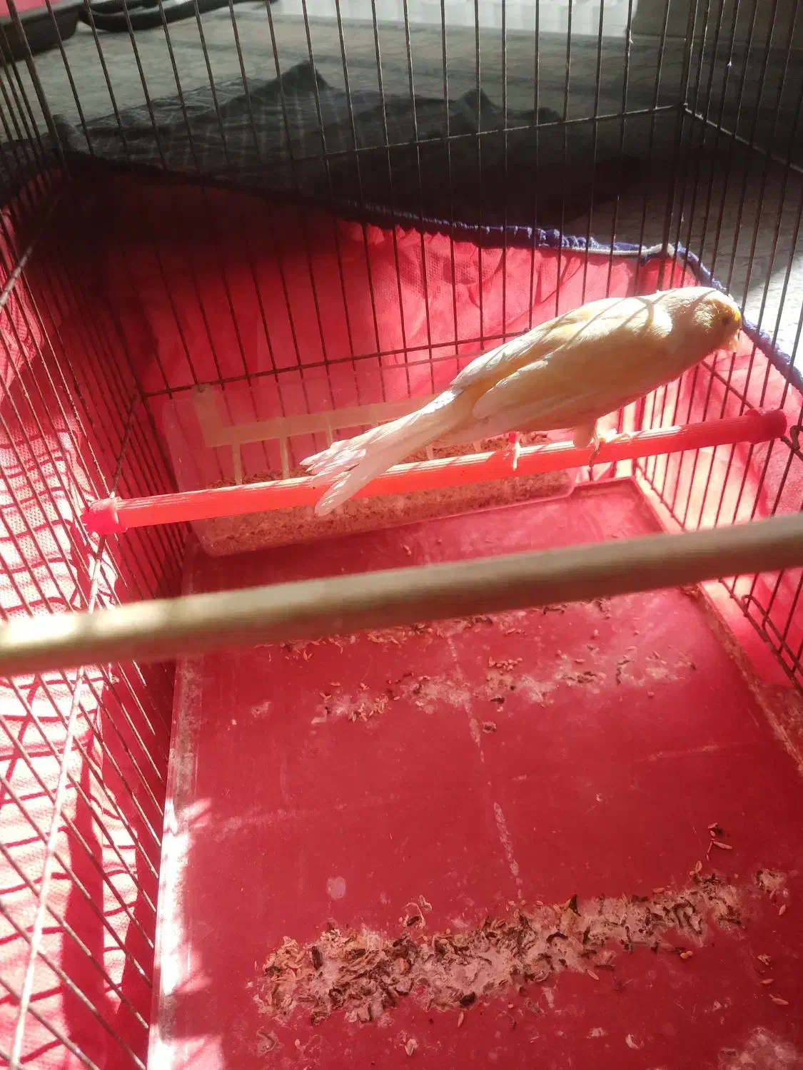 قناری کشیده بلند|پرنده|همدان, |دیوار